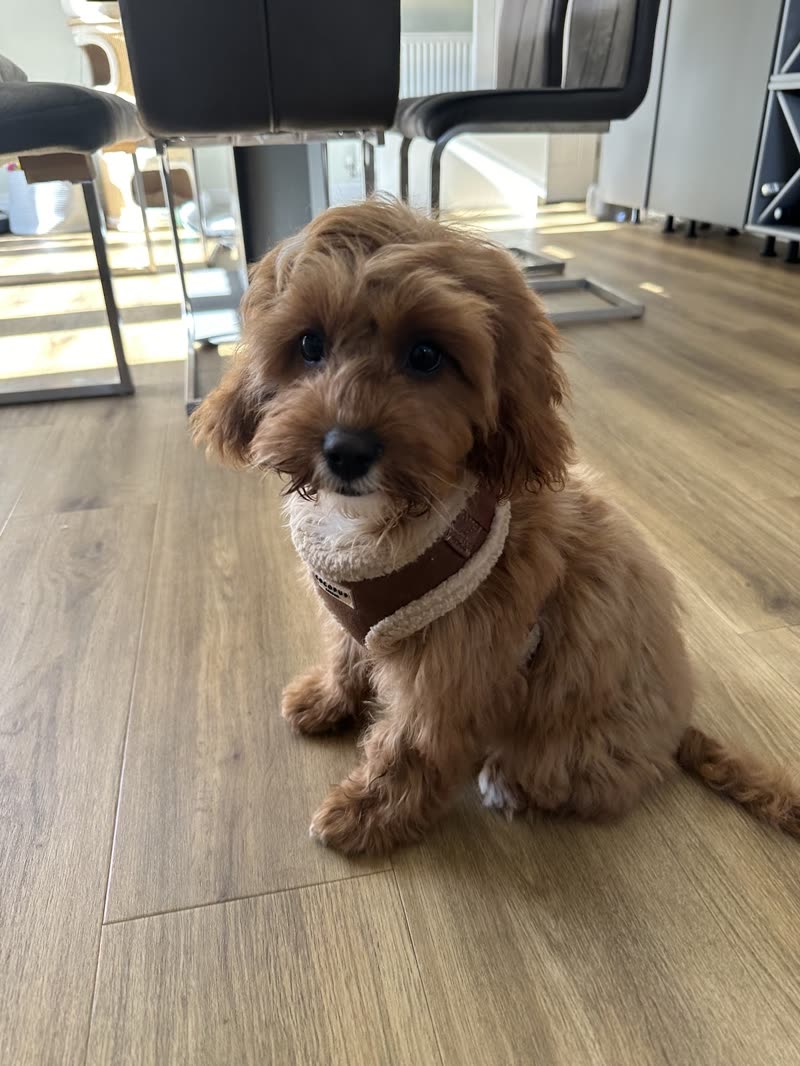 A small apricot cockapoo in a harness on the salon floor, salon chairs behind