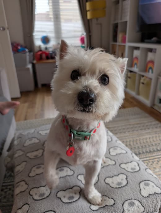A small white terrier in a collar standing on a patterned rug after a groom