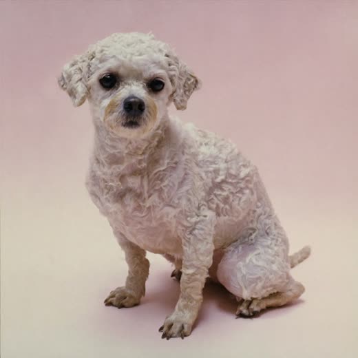 A damp curly-coated dog after its bath